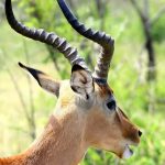 Impala was first described by a German zoologist Martin Hinrich Carl Lichtenstein.