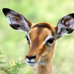 African impala rooibok.