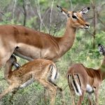 Impala buck.