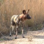 African wild dog