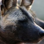 African wild dog in profile