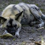 African wild dog sleeping