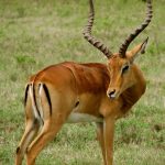 Impala in various moments in Nakuru.