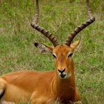 Amazingly beautiful impala.