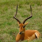 Impala in various moments in Kenya.