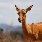An antelope is indigenous to various regions in Africa.