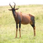 The topi antelope is a big one with a dark sign.