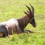 Topi antelope.