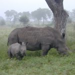 Black rhino and calf.