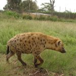 Black spotted hyena.