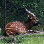 The bongo is herbivorous.