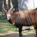 The bongo is a herbivore and mostly nocturnal forest ungulate.