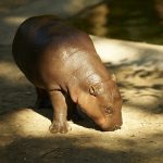 Calf of hippopotamus.