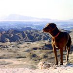 Dog and African wilderness