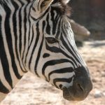 Female zebras mature earlier than males