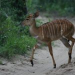 Female impala.