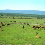 Impalas are found in thousands.