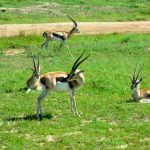 Gazelle, impala, topi, hartebeest at Masai Mara.