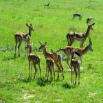 Gazelle, impala, topi, hartebeest at Masai Mara.