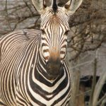 A zebra foal is brown and white at birth