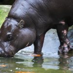 Drinking hippo.