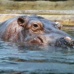 Hippo.