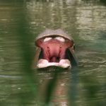 Hippopotamus in the water.