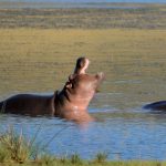 Hippopotamuses love water.
