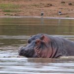 Hippos love water.