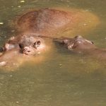 Hippo and baby.