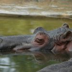 Hippo wallowing.