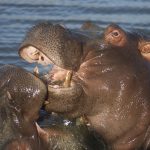 Common hippopotamus is also known as hippo.