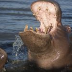 The common hippopotamus is also called hippo.