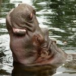 The common hippopotamus is a large mammal.