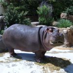 Hippopotamus is one of the extant species in the family Hippopotamidae.