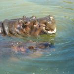 The common hippopotamus is mostly a herbivorous mammal.