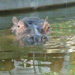 Common hippopotamus is called hippo.