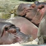 Common hippopotamus is known as hippo.
