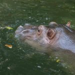 The common hippopotamus is called hippo.