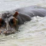 The most deadly land animal in Africa.