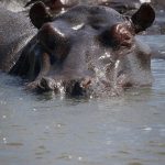 Hippo family.