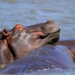 Hippos cause more human deaths than any other wild animals in Africa.