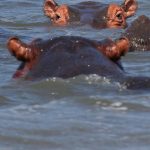 Hippos cause more human deaths than any other wild animal.