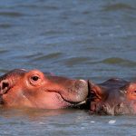 Hippo Family pics.
