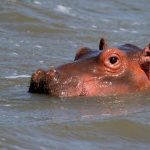 Hippopotamus family.