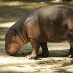 Hippopotamus's calf.