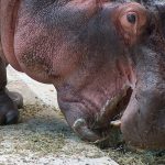 Hippopotamus skin texture.