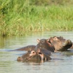 Hippopotamuses have unique skin.