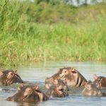 Hippos in the river.