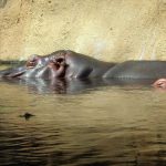 The common hippopotamus is found in sub-Saharan Africa.